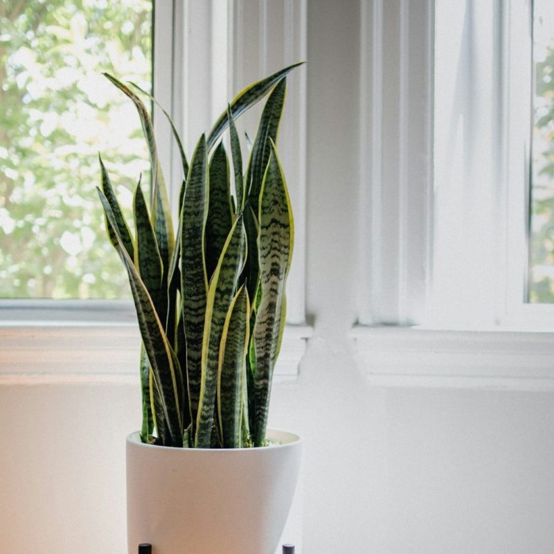 Concrete Planter on Stand