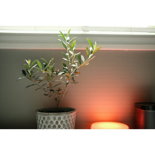 Faux Olive Tree, 150 cm